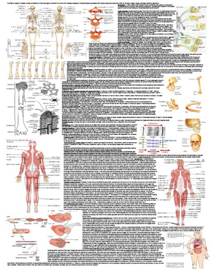 Unveiling Anatomy, Functions, And More